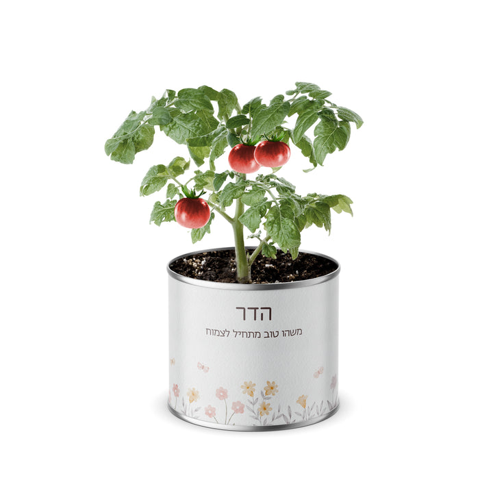 מארז לט"ו בשבט - עציץ בפחית - מחברת - מארז שוקולד - שלווה