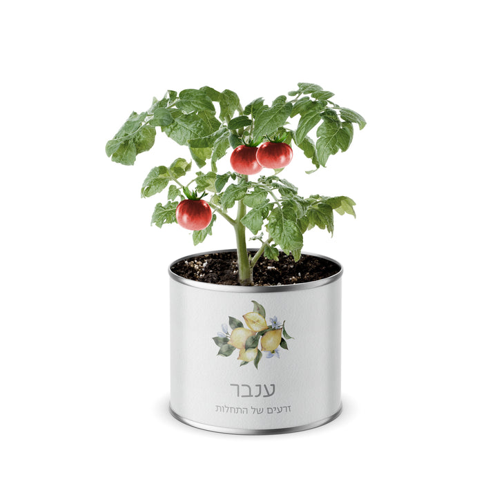 עציץ בפחית - לימונדה